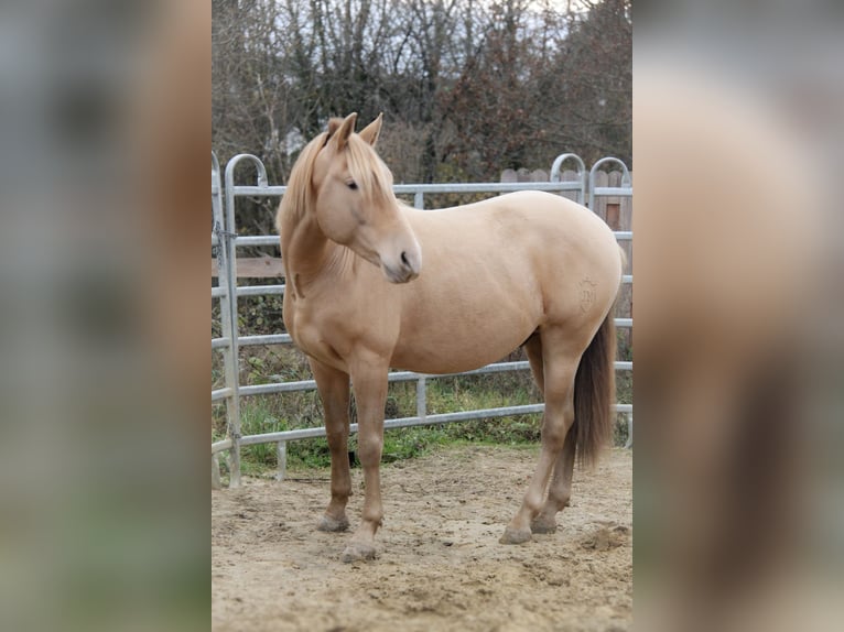 PRE Stallion 3 years 15,1 hh Champagne in Kirn