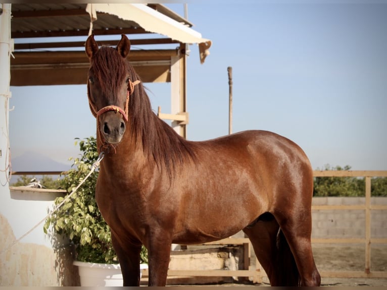 PRE Mix Stallion 3 years 15.1 hh Chestnut in Valencia