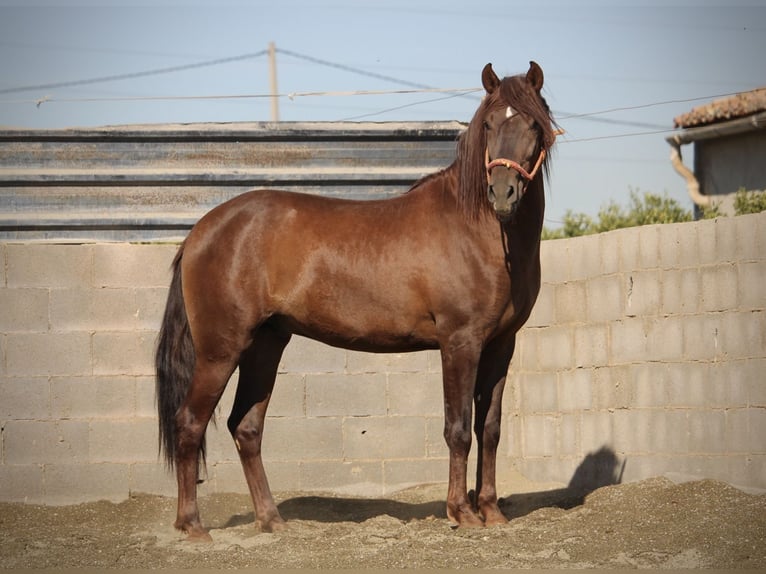 PRE Mix Stallion 3 years 15.1 hh Chestnut in Valencia
