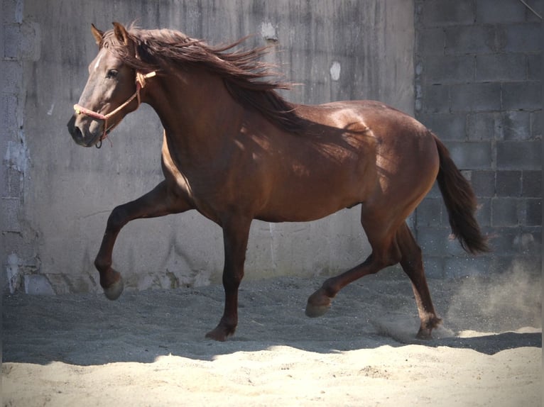 PRE Mix Stallion 3 years 15.1 hh Chestnut in Valencia