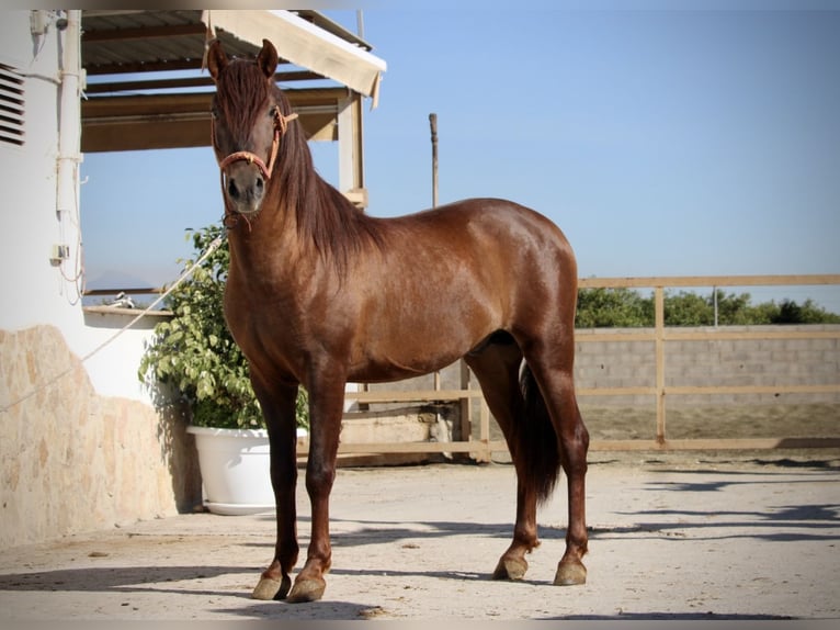 PRE Mix Stallion 3 years 15.1 hh Chestnut in Valencia