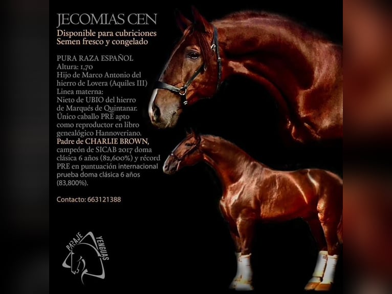 PRE Mix Stallion 3 years 15,1 hh Chestnut-Red in Rafelguaraf