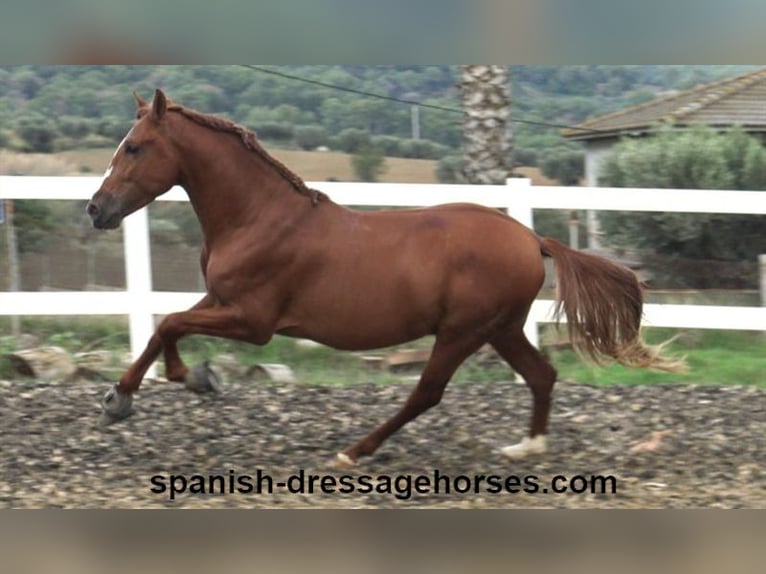 PRE Mix Stallion 3 years 15,1 hh Chestnut-Red in Barcelona