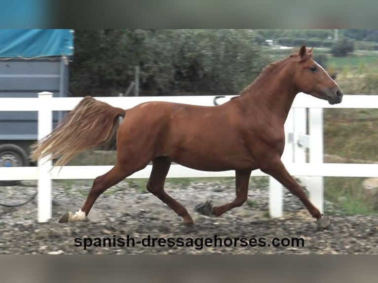 PRE Mix Stallion 3 years 15,1 hh Chestnut-Red in Barcelona