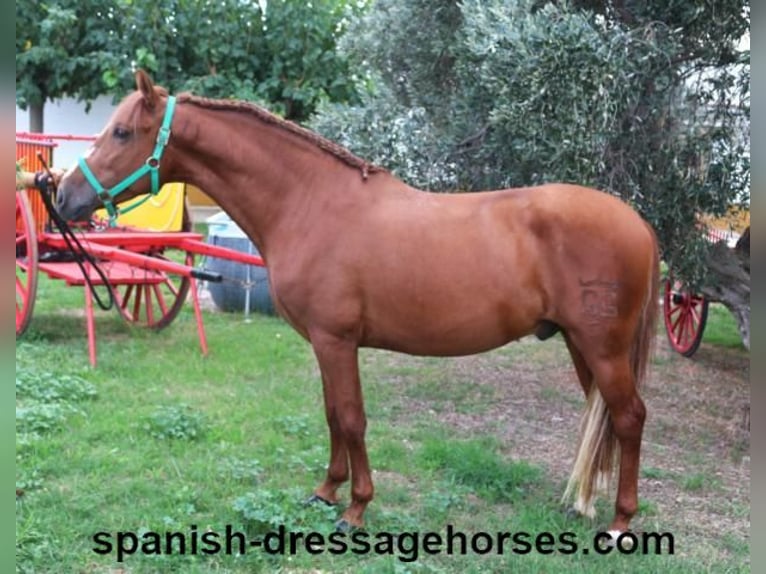 PRE Mix Stallion 3 years 15,1 hh Chestnut-Red in Barcelona