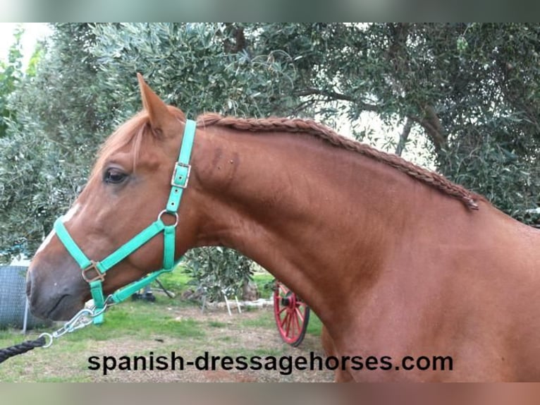 PRE Mix Stallion 3 years 15,1 hh Chestnut-Red in Barcelona