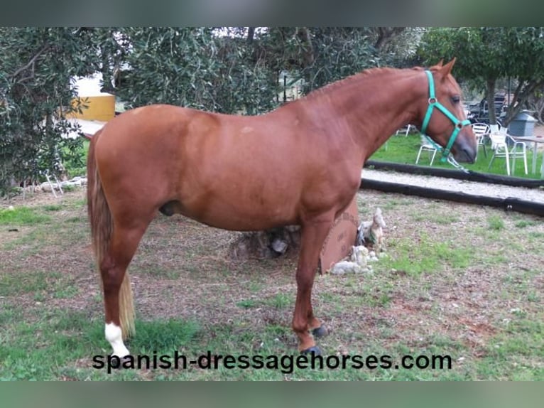 PRE Mix Stallion 3 years 15,1 hh Chestnut-Red in Barcelona