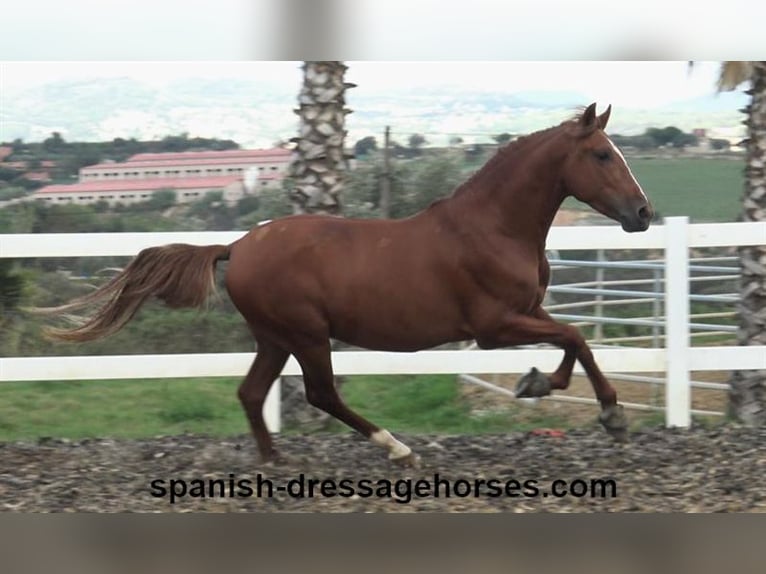 PRE Mix Stallion 3 years 15,1 hh Chestnut-Red in Barcelona