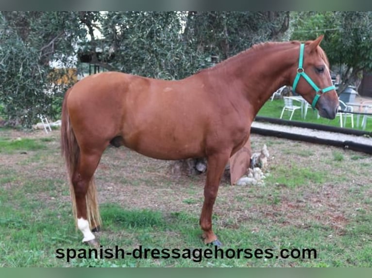 PRE Mix Stallion 3 years 15,1 hh Chestnut-Red in Barcelona