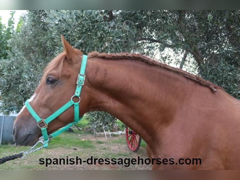 PRE Mix Stallion 3 years 15,1 hh Chestnut-Red in Barcelona