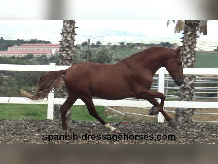 PRE Mix Stallion 3 years 15,1 hh Chestnut-Red in Barcelona