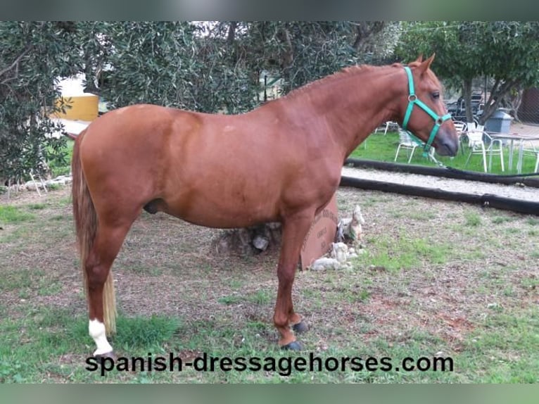 PRE Mix Stallion 3 years 15,1 hh Chestnut-Red in Barcelona