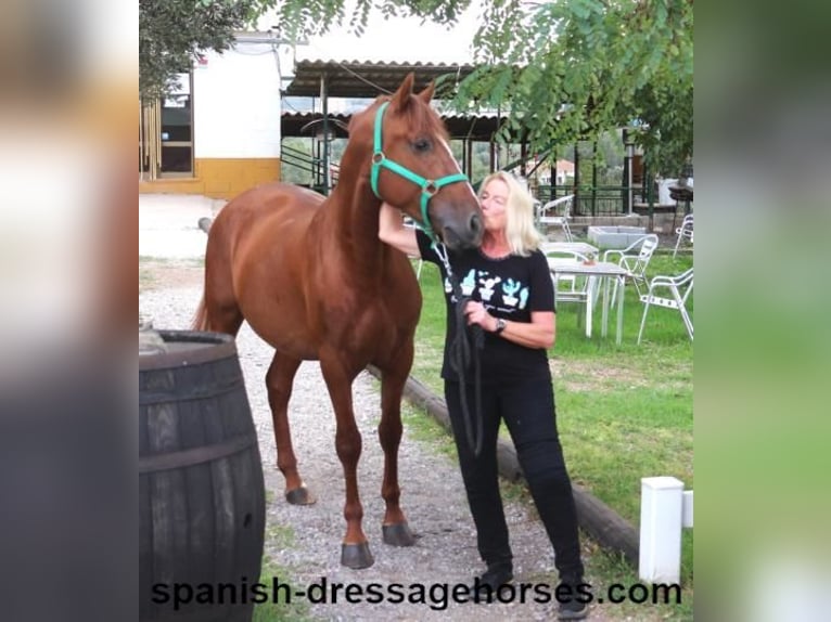 PRE Mix Stallion 3 years 15,1 hh Chestnut-Red in Barcelona