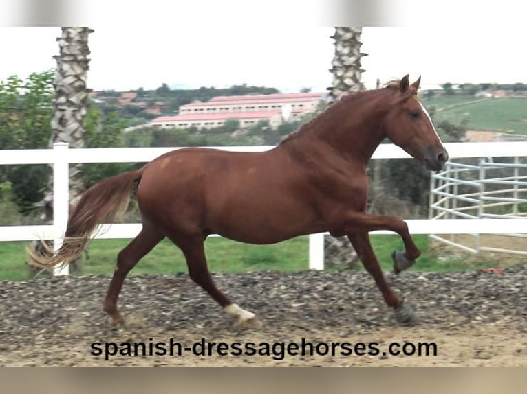 PRE Mix Stallion 3 years 15,1 hh Chestnut-Red in Barcelona