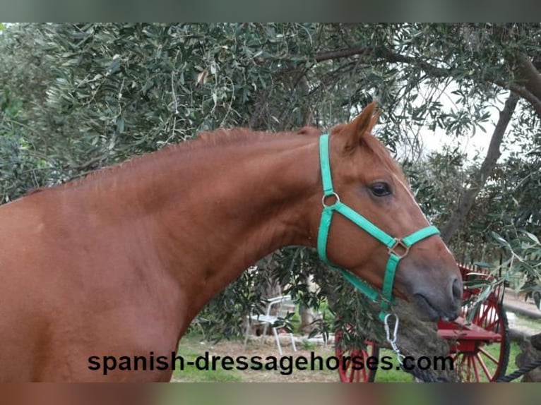 PRE Mix Stallion 3 years 15,1 hh Chestnut-Red in Barcelona