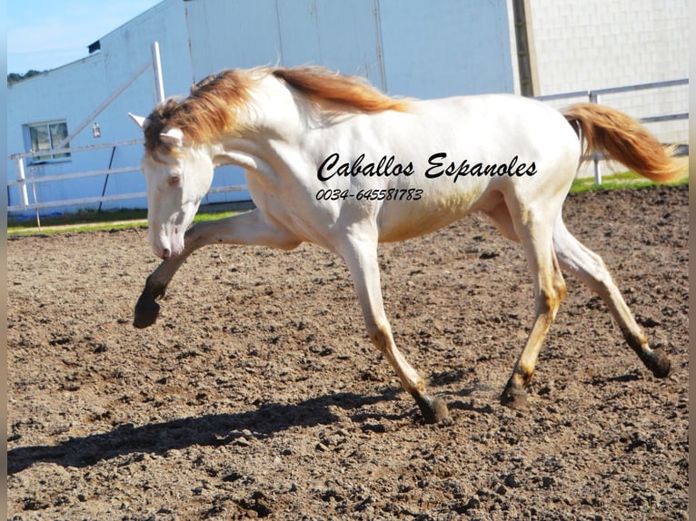 PRE Stallion 3 years 15,1 hh Cremello in Vejer de la Frontera