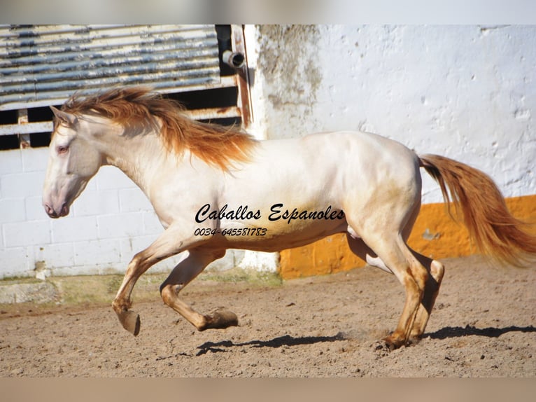 PRE Stallion 3 years 15,1 hh Cremello in Vejer de la Frontera