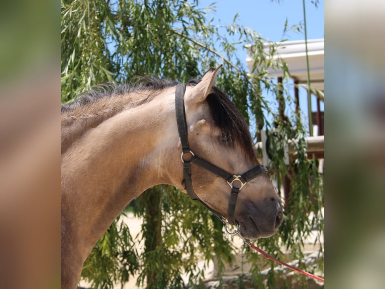 PRE Stallion 3 years 15,1 hh Dun in Vejer de la Frontera