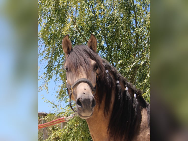 PRE Stallion 3 years 15,1 hh Dun in Vejer de la Frontera