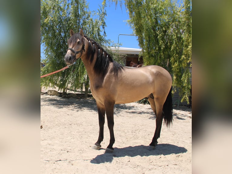 PRE Stallion 3 years 15,1 hh Dun in Vejer de la Frontera