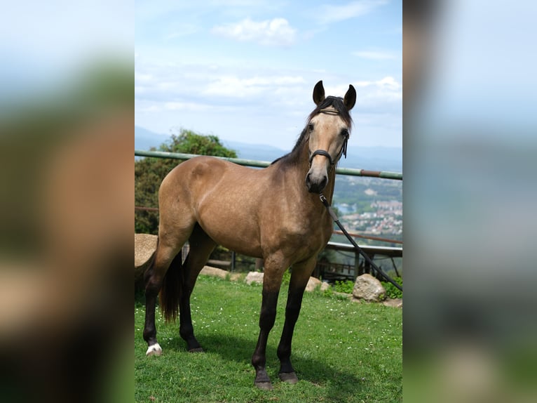 PRE Mix Stallion 3 years 15,1 hh Dun in Hamburg