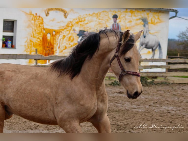 PRE Stallion 3 years 15,1 hh Dun in Polenz
