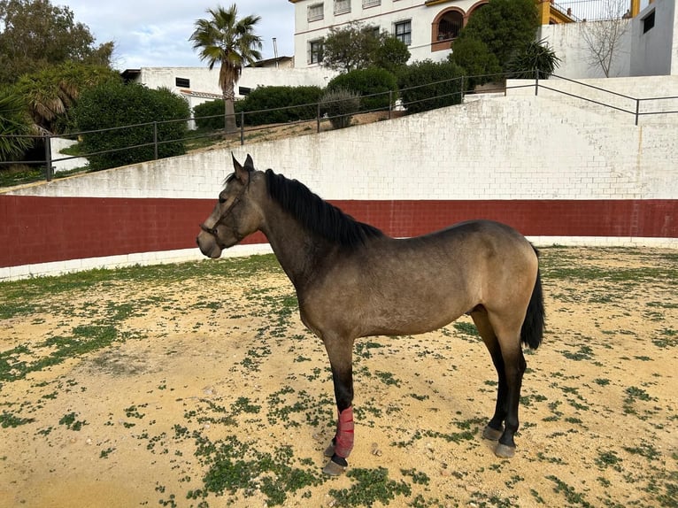 PRE Stallion 3 years 15,1 hh Dun in Antequera