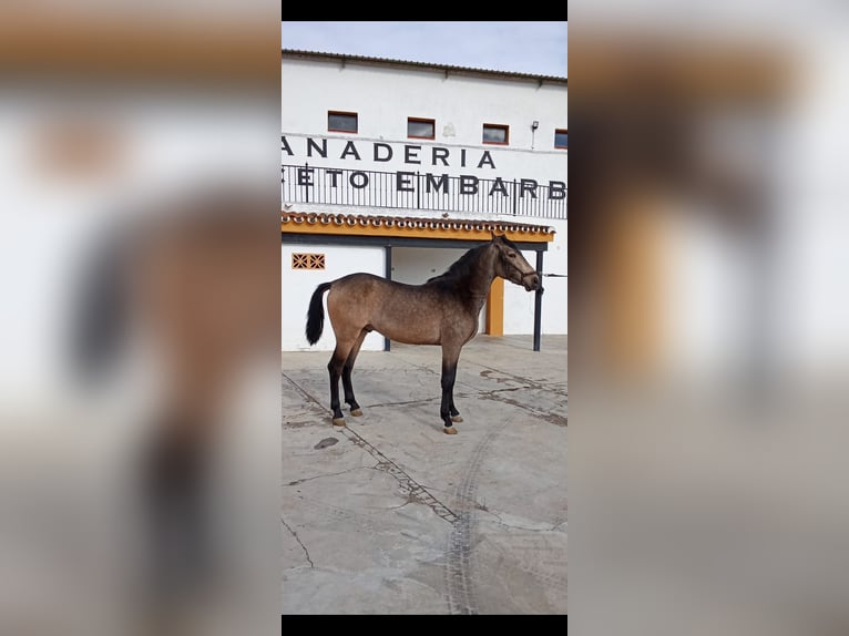 PRE Stallion 3 years 15,1 hh Dun in Antequera