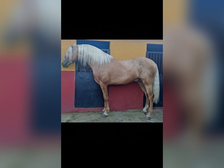 PRE Stallion 3 years 15,1 hh Dun in Antequera