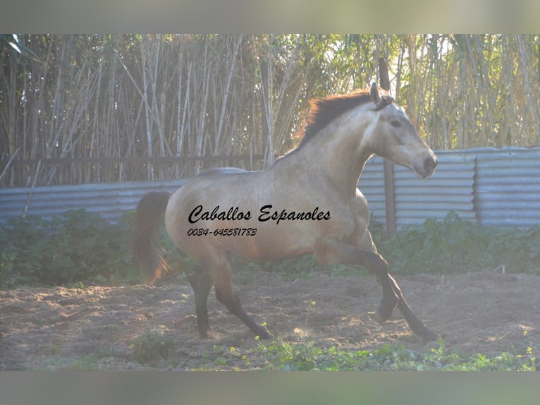 PRE Stallion 3 years 15,1 hh Dun in Vejer de la Fontera