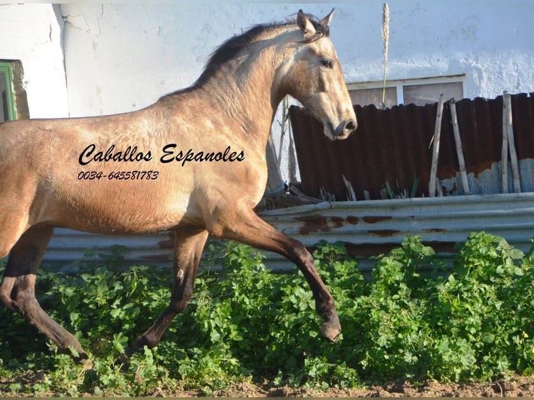 PRE Stallion 3 years 15,1 hh Dun in Vejer de la Fontera