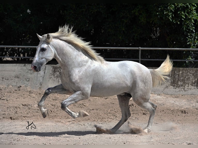 PRE Stallion 3 years 15,1 hh Gray in ALCUDIA