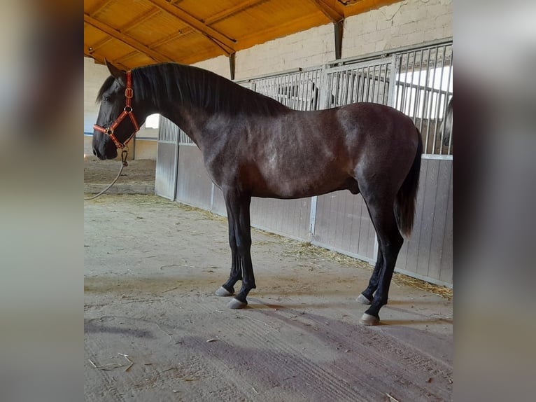 PRE Mix Stallion 3 years 15,1 hh Gray in Pulianillas