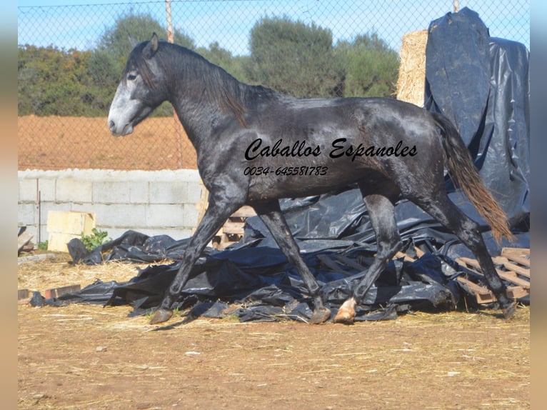 PRE Stallion 3 years 15,1 hh Gray-Dark-Tan in Vejer de la Frontera