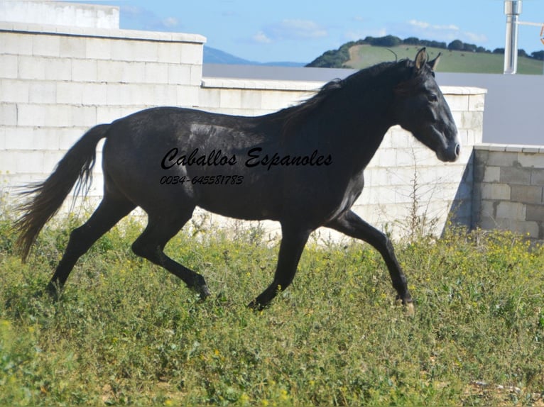 PRE Stallion 3 years 15,1 hh Gray-Dark-Tan in Vejer de la Frontera