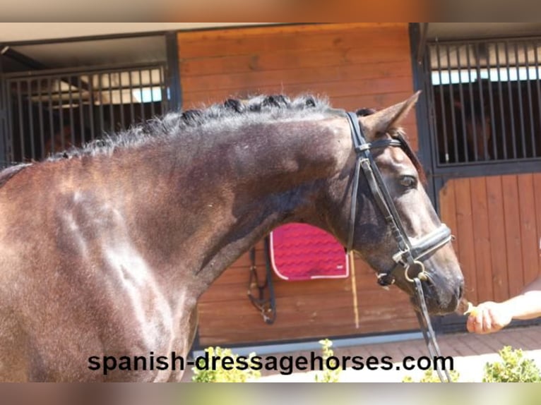 PRE Mix Stallion 3 years 15,1 hh Gray in Barcelona