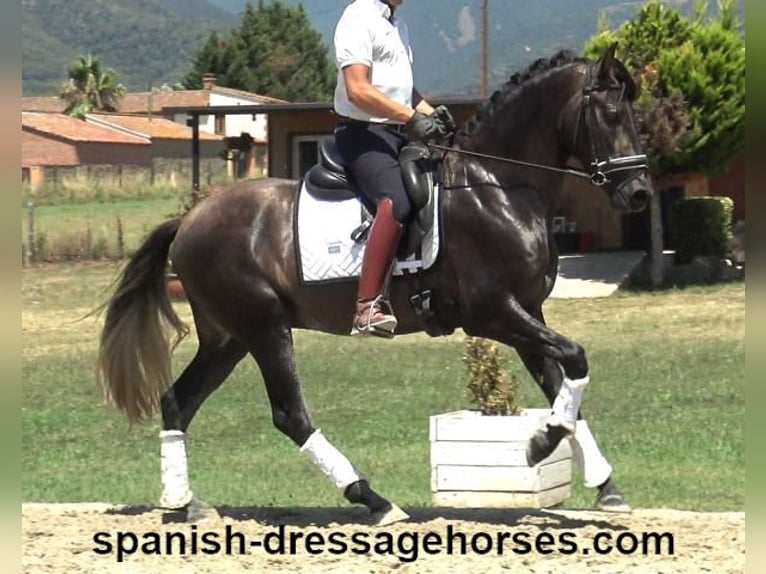 PRE Mix Stallion 3 years 15,1 hh Gray in Barcelona