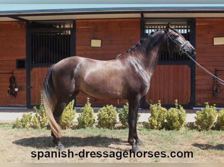 PRE Mix Stallion 3 years 15,1 hh Gray in Barcelona