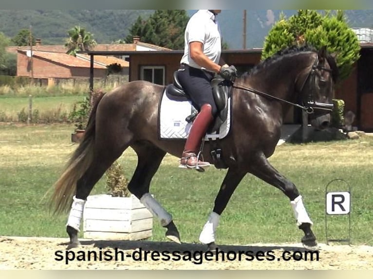 PRE Mix Stallion 3 years 15,1 hh Gray in Barcelona