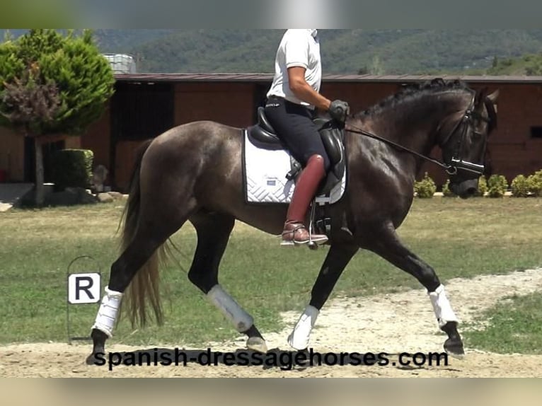 PRE Mix Stallion 3 years 15,1 hh Gray in Barcelona