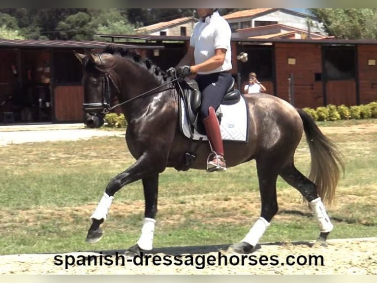 PRE Mix Stallion 3 years 15,1 hh Gray in Barcelona