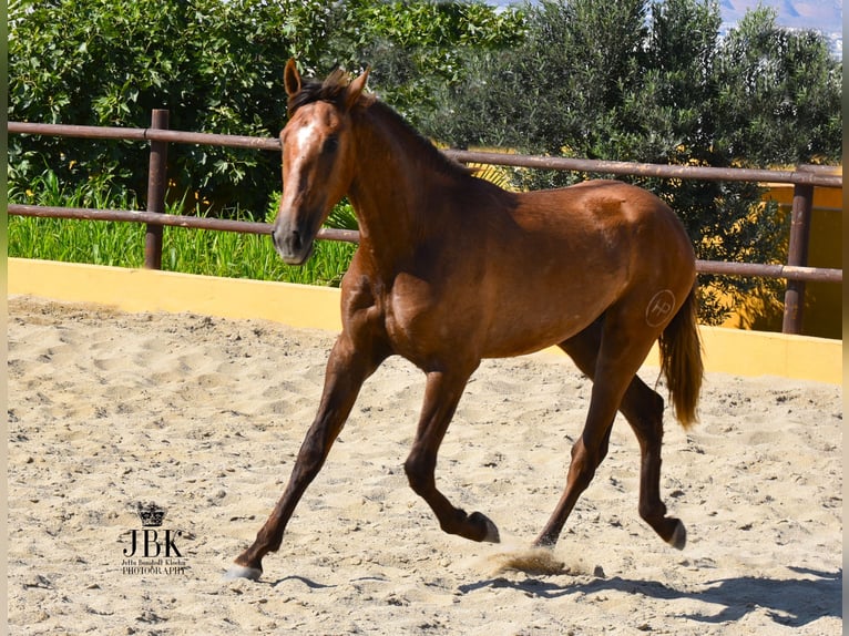 PRE Stallion 3 years 15,1 hh Gray-Red-Tan in Tabernas Almeria