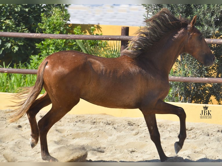 PRE Stallion 3 years 15,1 hh Gray-Red-Tan in Tabernas Almeria