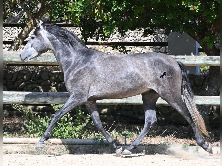 PRE Mix Stallion 3 years 15.1 hh Grey in Menorca
