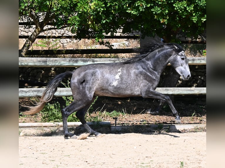 PRE Mix Stallion 3 years 15.1 hh Grey in Menorca