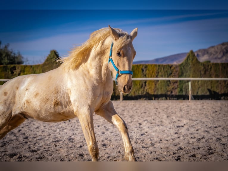 PRE Mix Stallion 3 years 15,1 hh Palomino in Rafelguaraf