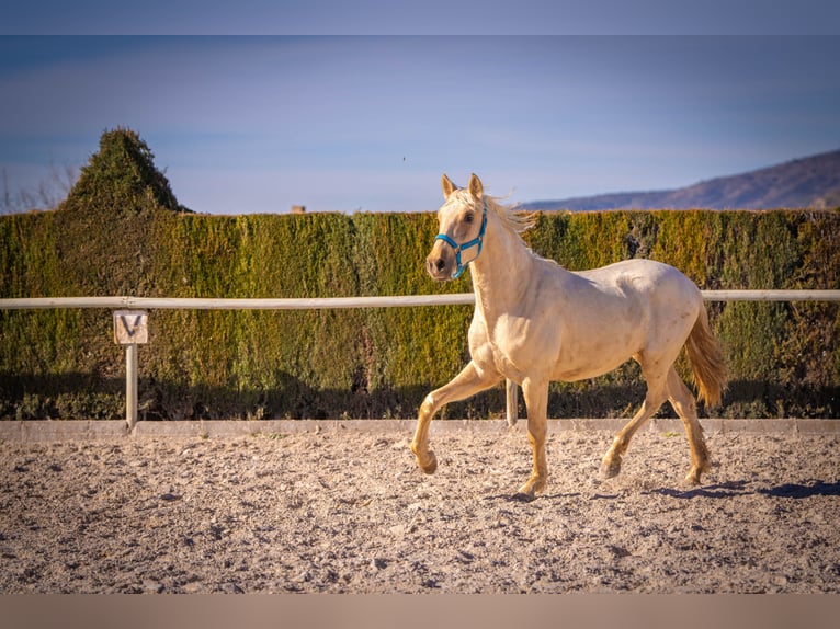 PRE Mix Stallion 3 years 15,1 hh Palomino in Rafelguaraf