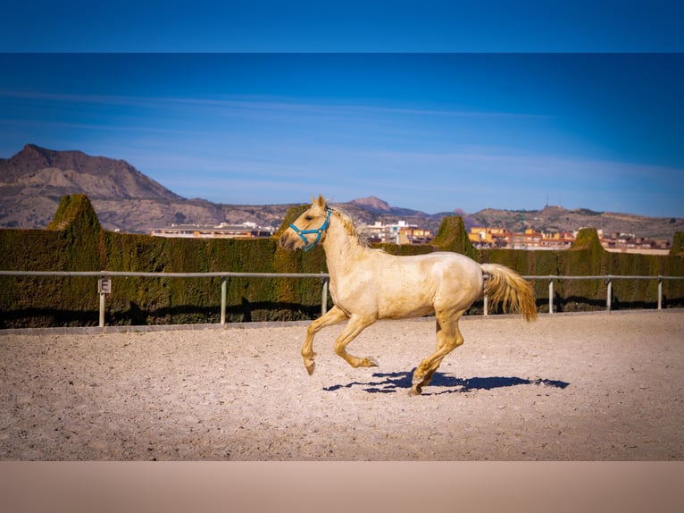 PRE Mix Stallion 3 years 15,1 hh Palomino in Rafelguaraf