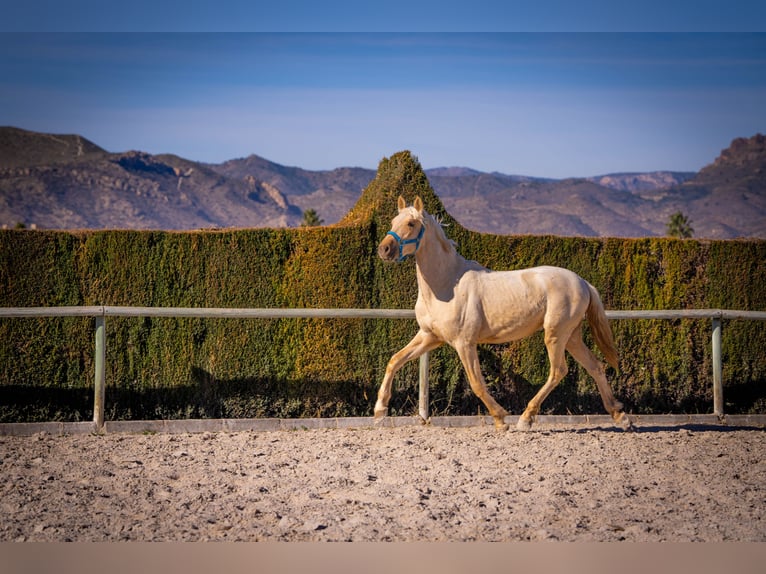 PRE Mix Stallion 3 years 15,1 hh Palomino in Rafelguaraf