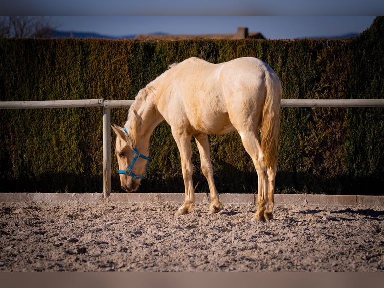 PRE Mix Stallion 3 years 15,1 hh Palomino in Rafelguaraf